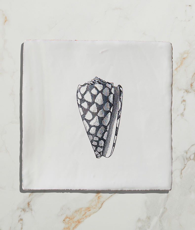 St Ives Ceramic Strombus