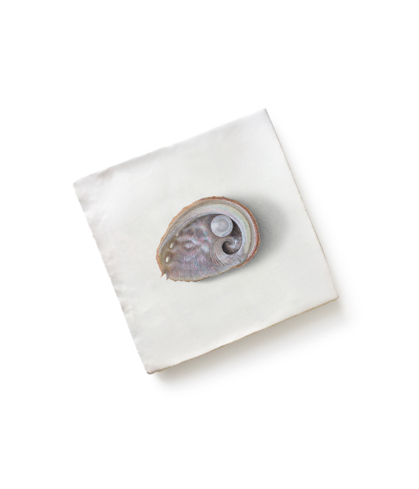 Angove Menagerie Ceramic Oyster