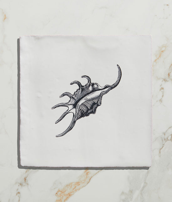 St Ives Ceramic Spider Conch